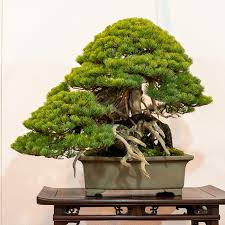 What is the best bonsai tree for indoors. Home Garden 84 Album Kokufu Ten Bonsai Tree Book Best Bonsai Show In The World Plants Seedlings