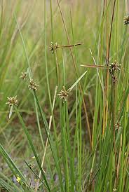 Image result for Schoenoplectiella mucronata
