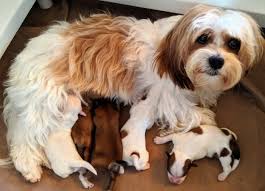 Havanese 101 owner's guide is the ultimate solution Puppies California Havanese