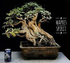 Jual Bonsai Pacar Laut Di Lapak Karimah Florist Bukalapak