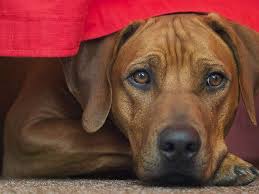 Image result for rhodéský ridgeback