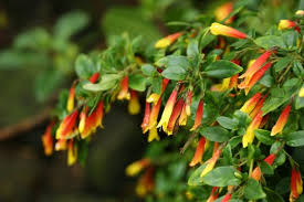 Image result for Kraussia floribunda