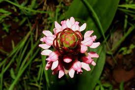 Image result for Satyrium schimperi