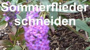 Hierzu gibt es verschiedene zeiten. Sommerflieder Schneiden Ruckschnitt Sommerflieder Buddleja Schnitt Zuruckschneiden Schneiden Youtube