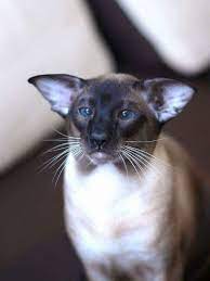 Oriental Shorthair Cat Calgary Oriental Shorthair Cats Oriental Shorthair Cats