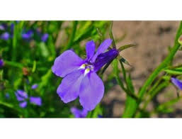 Image result for foto Lobelka