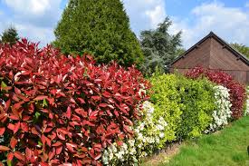 Beim schneiden der hainbuchenhecke müssen die brutzeiten der vögel beachtet werden. Welche Heckenschere Fur Welche Hecke