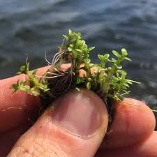 Image result for Elatine