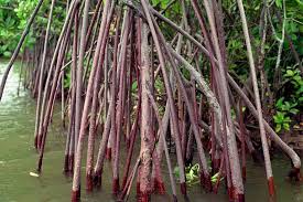 Image result for Rhizophora mucronata