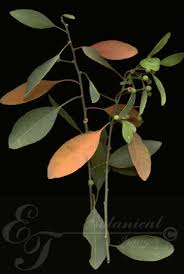 Image result for Clutia