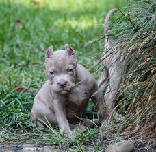 High to low nearest first. American Bully Puppies For Sale Houston Tx 281347