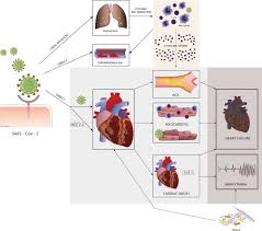 It was first identified in december 2019 in wuhan,. Role Of Advanced Imaging In Covid 19 Cardiovascular Complications Insights Into Imaging Full Text