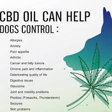 Hemp oil for dogs is a dietary supplement often hailed as a superfood for its helpful benefits. Cbd Oil For Dogs 5 Things You Should Know Before Giving It To Your Best Friend Modern Dog Magazine
