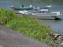 Image result for Phacelurus gabonensis