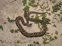 Bothrops Alternatus 3 Snake Animals