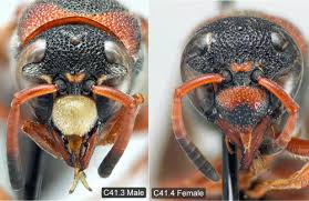 It is a type of digger wasp, and great black wasps are most often seen visiting flowers in open areas, july through september. Red And Black Mason Wasp