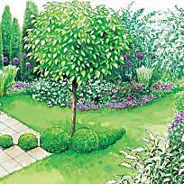 Die Schonsten Baume Fur Kleine Garten Haus Baume Garten Bepflanzung