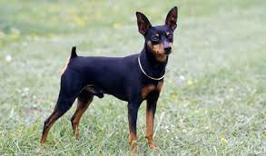 Miniature Pinscher Breed Information