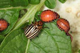 This is best done early in the season after the plants are up a few inches. Colorado Potato Beetle Natural Insect Pest Control Harvest To Table