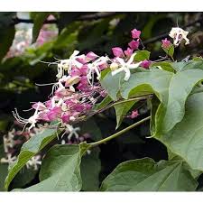 Image result for Clerodendrum melanocrater