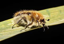 Image result for Tropinota hirta