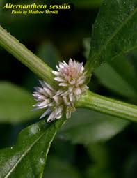 Image result for Alternanthera sessilis