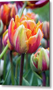 Multi Hued Tulip Metal Print By Aashish Vaidya In 2021 Tulips Flowers Flower Garden Tulips Garden