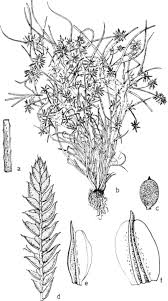 Image result for Pycreus pumilus