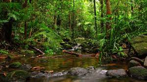 Forest River Hledat Googlem Rainforest Pictures Jungle Wallpaper Hd Nature Wallpapers
