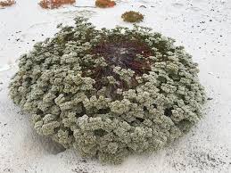 Image result for Salacia erecta