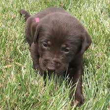 All of our english yellow lab puppies are vet checked with the vaccines that are needed and also wormed. English Yellow Lab Puppies For Sale Labrador Retriever Rescue Near Me