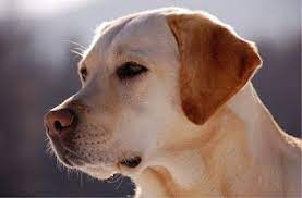 En Frasco Pequeno Perro Amarillo Carlos Almira Picazo Perro Amarillo Un Micro De Carlos Almira Picazo So Popular Dog Breeds Hunting Dogs Breeds Dog Breeds