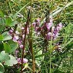 Image result for Erica whyteana