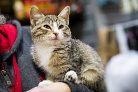 Bodega Smitten Over Kitten S Return The Riverdale Press Riverdalepress Com