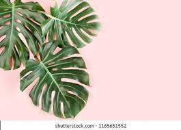 From the palm's perspective, there is no one time of the year that is better than another. Tropical Palm Leaves Monstera On Pink Stock Photo Edit Now 1165651552