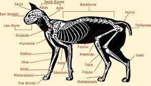 Then, we gave you a cat skeleton diagram that suggests otherwise. Cat Anatomy Diagrams Images Of A Cats Body And Skeleton