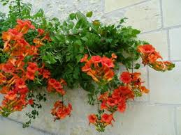 Dall'euphorbia alle conifere nane, dai bambù alle tradizionali piante da giardino che si adattano anche al vaso. Tutto Sulla Bignonia Un Rampicante Dagli Splendidi Fiori A Calice