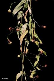 Image result for Xenostegia tridentata