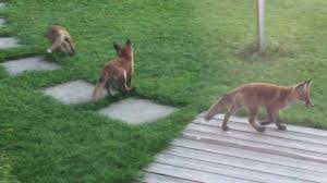 Wollen sie den ungebetenen gast im garten loswerden, gibt es also einiges zu beachten. Kleine Fuchse Im Garten Iii Youtube