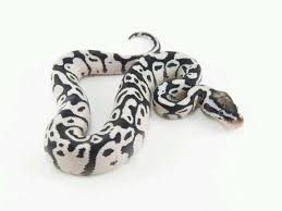 Black Axanthic Ball Python For Sale Super Pastel Fire Tsk Axanthic Ball Python Ball Python Morphs Pet Snake