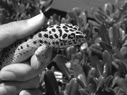 Leopard gecko growth chart and development stages. 2