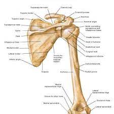 Scapula Human Bones Anatomy Medical Anatomy Skeletal System Anatomy