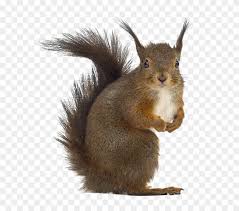 For boys and girls, kids and adults, teenagers and toddlers, preschoolers and older kids at school. Squirrel Png Free Download Stock Photos Squirrel Clipart 507517 Pikpng