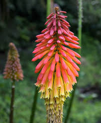 The torch lily flower will start. Red Hot Poker Growing And Caring For Torch Lilies