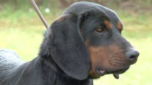 Image result for alpský brakýř jezevčíkovitý