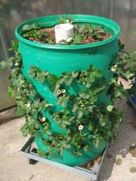 I Grow Beans Strawberries Lettuce Squash And Cukes With This Method Topf Und Kubelpflanzen Erdbeeren Garten Garten Ideen Gemuse