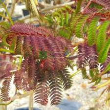 This tree is stunning and unique. Purple Leaf Mimosa Tree Summer Chocolate Albizia Julibrissin Summer Chocolate Fabaceaea Sms Marmara Group