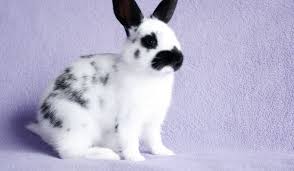 But before venturing into the subject, it is necessary to review some basic knowledge. 7 Cute Black And White Rabbit Breeds Farmhouse Guide