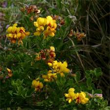 Image result for Argyrolobium tomentosum