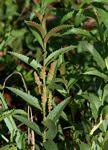 Image result for Acalypha caperonioides